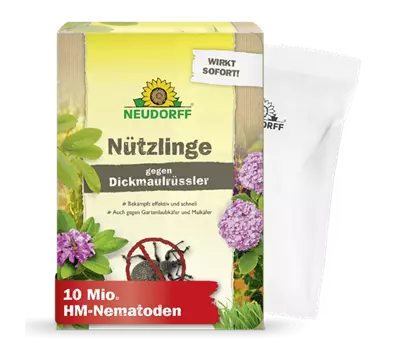 Nützlinge gegen Dickmaulrüssler und
