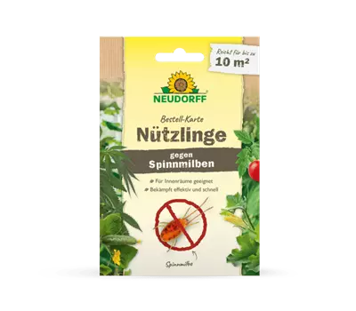 Nützlinge gegen Spinnmilben