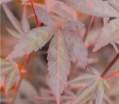 Acer palmatum 'Pung Kil'