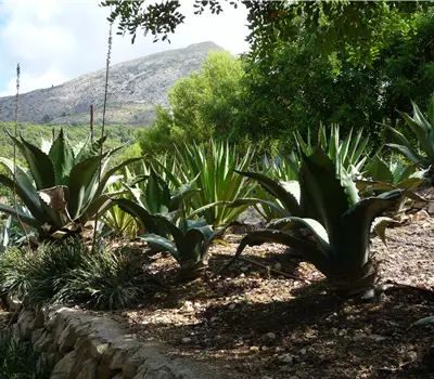 Agave in Sorten