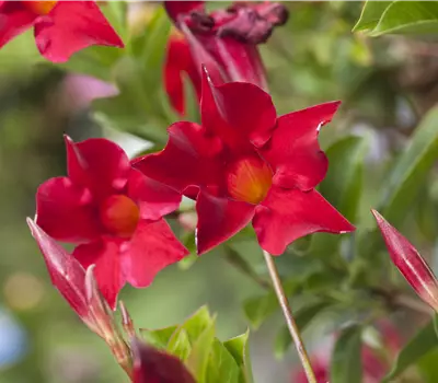 Mandevilla sanderi (Dipladenia)