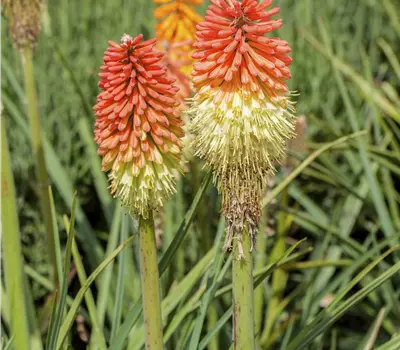 Kniphofia x praecox