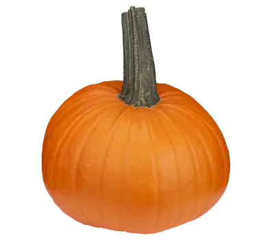 Cucurbita maxima 'Roter Zentner'