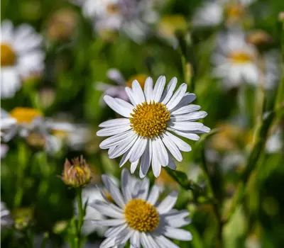 Kalimeris incisa 'Alba'