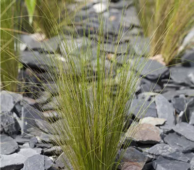 Stipa tenuissima