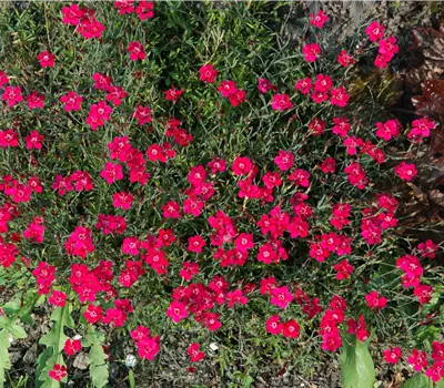 Dianthus gratianop.'Rotkäppchen'