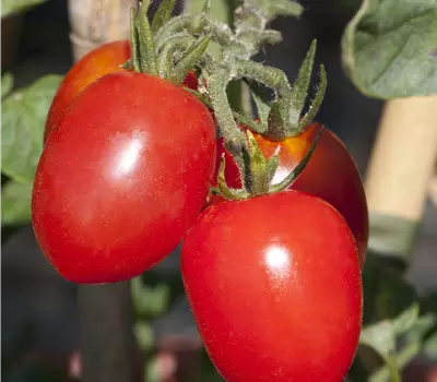 Solanum lycopersicum 'Roma F1' Tomate