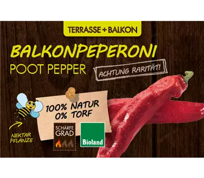 Capsicumm annuum, LaBio - Balkonpeperoni /-chili