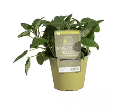 Melissa officinalis ssp.altissima