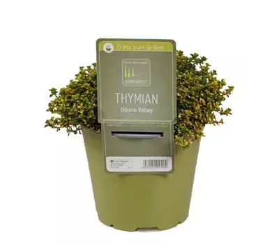 Thymus x citriodorus 'Doone Valley'