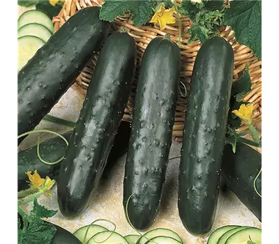 Cucumis sativus Salatgurke 'Pagira®' (Kenia)