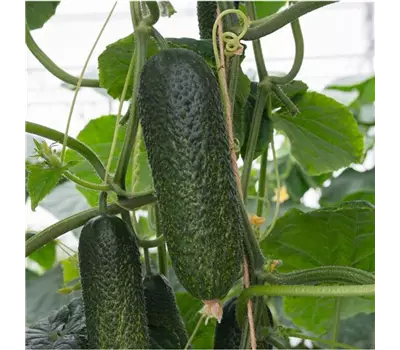 Cucumis sativus Einlegegurke 'Conito®'