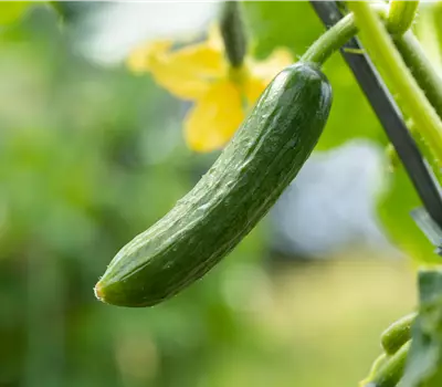 Cucumis sativus Mini-Snackgurke 'Rocky F1'