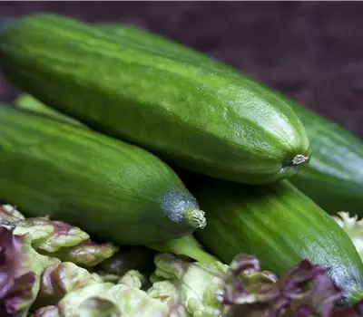 Cucumis sativus Schlangengurke 'Palladium F1'