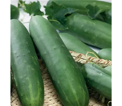Cucumis sativus Salatgurke 'Tanja'