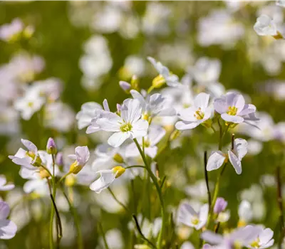 Cardamine pratensis