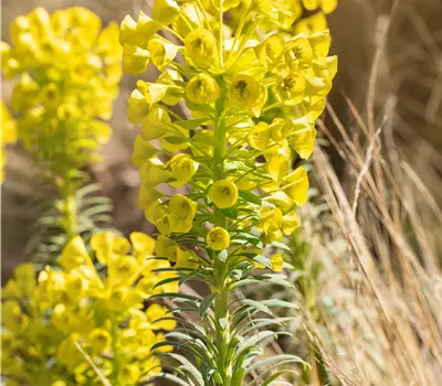 Euphorbia characias char.'Humpty Dumpty'