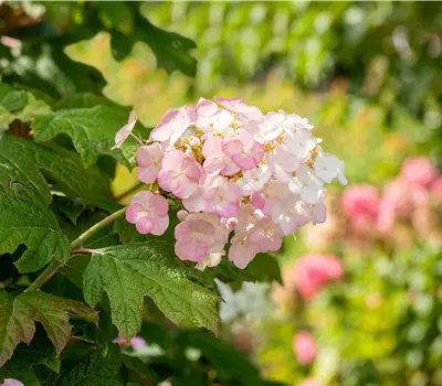 Hydrangea quercifolia 'Jetstream' -S-