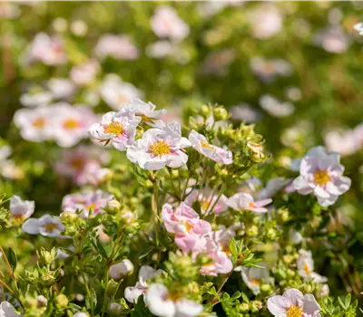 Potentilla fruticosa 'Pretty Polly'