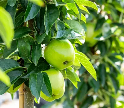 Malus Säule 'Lambada' CAC