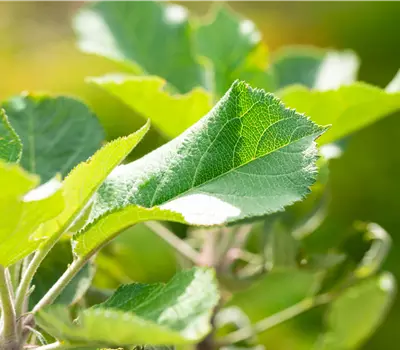 Malus Säule 'Rumba' -S- CAC