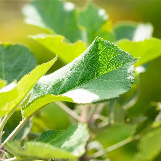 Malus Säule 'Rumba' -S- CAC