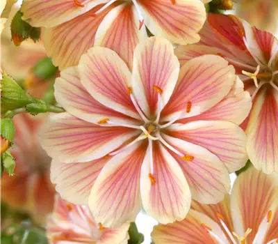 Lewisia cotyledon 'Regenbogen'