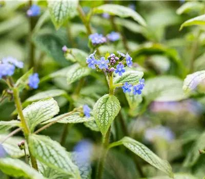 Brunnera macrophylla 'Silver Heart' -R-