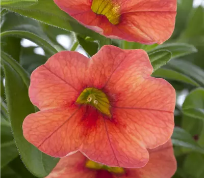 Petunia Hybriden