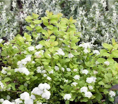 Spiraea betulifolia 'Tor Gold' -S-