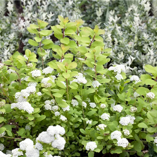 Spiraea betulifolia 'Tor Gold' -S-