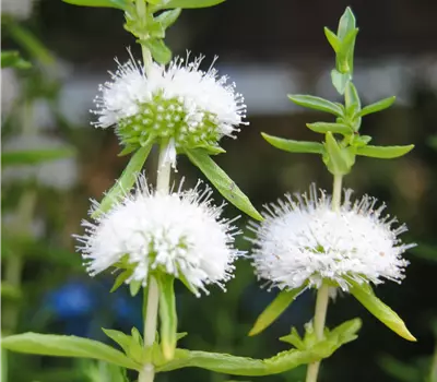 Mentha cervina 'Alba'