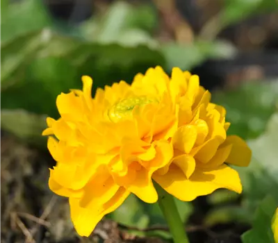 Caltha palustris 'Multiplex'
