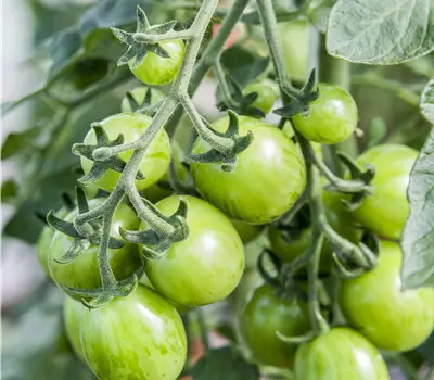 Solanum lycopersicum 'Cookie®' Tomate