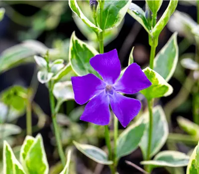 Vinca minor 'Variegata'