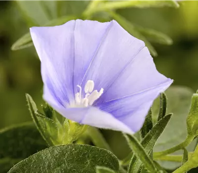 Convolvulus sabatius