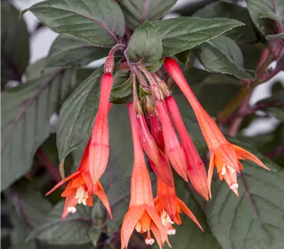 Fuchsia 'Koralle'