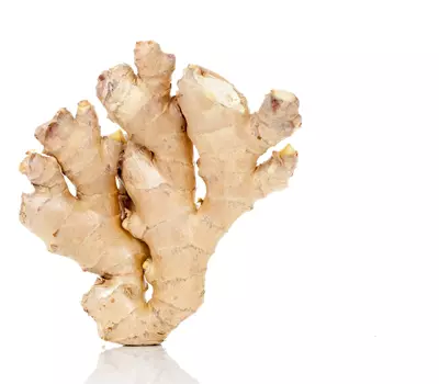 Zingiber officinale