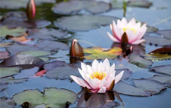 Frostempfindliche Wasserpflanzen schützen Frostempfindliche Wasserpflanzen schützen