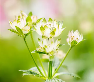 Astrantia major 'Star of Billion' -R-