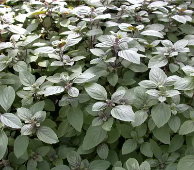 Ocimum basilicum 'African Blue'