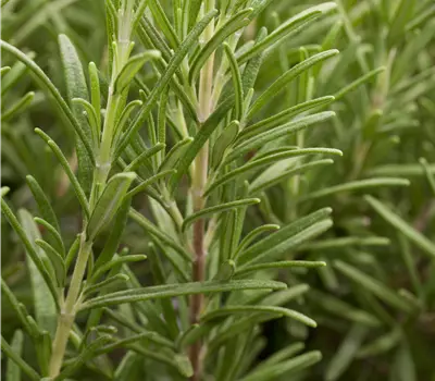 Rosmarinus officinalis i.S.