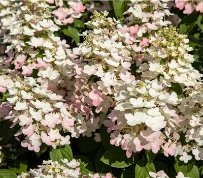Hydrangea panic. 'Early Harry' -R-