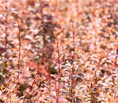 Berberis thunbergii 'Rose Glow'