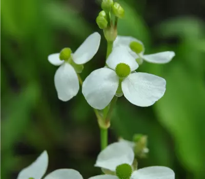 Alisma parviflorum