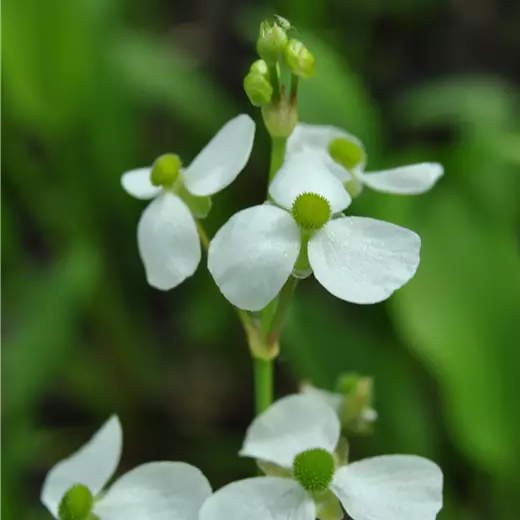Alisma parviflorum