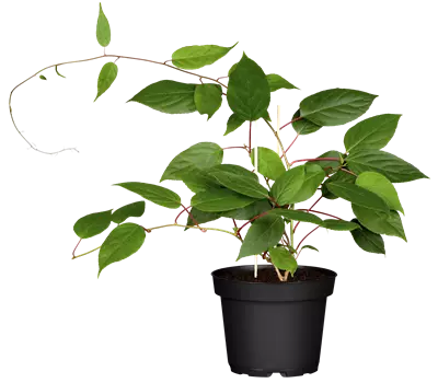 Actinidia arguta 'Ken's Red'