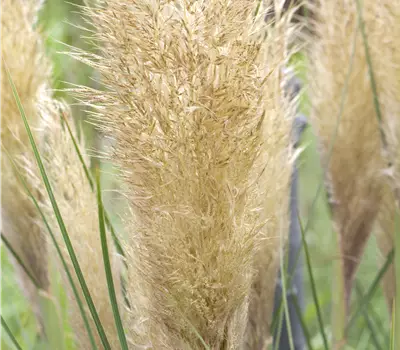 Cortaderia selloana 'Tiny Pampa' -R-