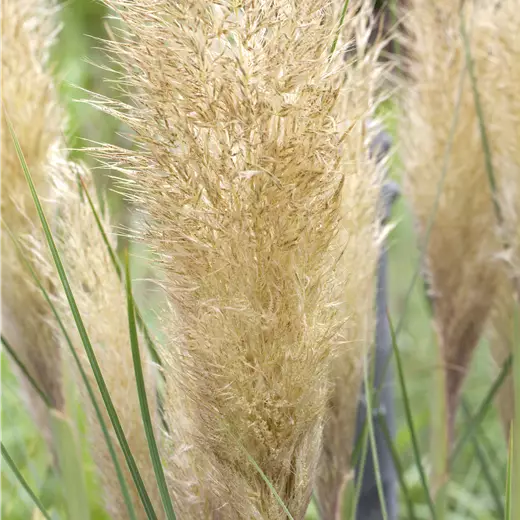 Cortaderia selloana 'Tiny Pampa' -R-