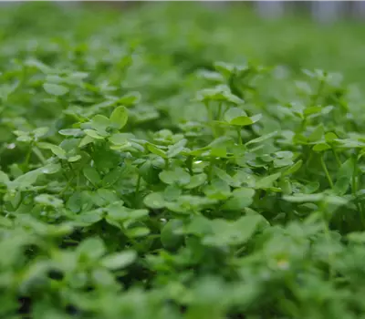 Callitriche palustris